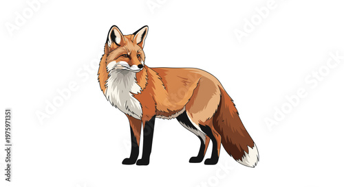 Beautiful wild red fox standing and looking back with a thick bushy tail in a detailed realistic wildlife illustration.