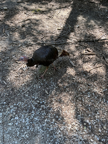 A Wild Turkey Moving Through Shadows and Sunlight on a Trail.