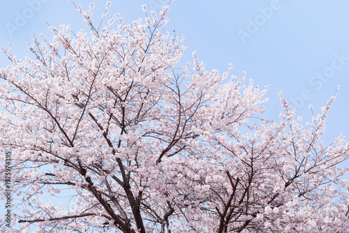 Blooming pink cherry blossom tree against blue sky.