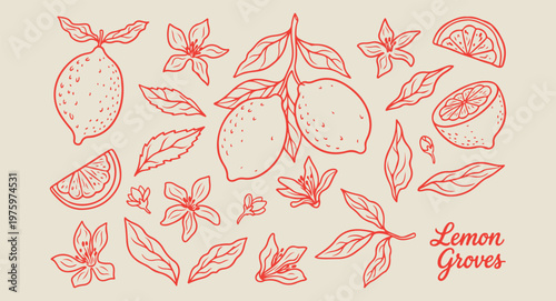 red lemon and botanical sketches, aesthetic fruit and leaf doodles, hand drawn nature element art, creative botanical line art drawings, minimal garden fruit sketches, scrapbook nature doodle set, red