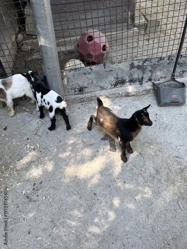 Playful Young Goats in a Zoo Environment with Toys and Tools