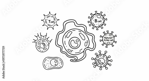 Illustrated immune system cells and structures, including T cells and viruses