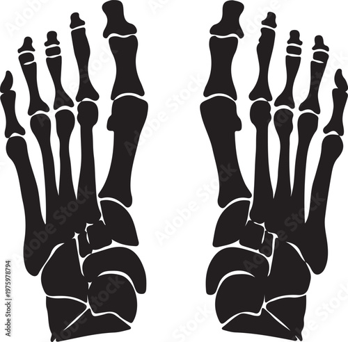 Human foot skeleton anatomy illustration