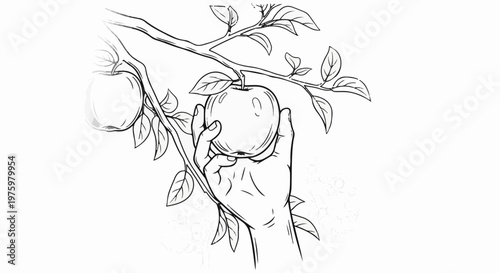 Hand reaching to pick a ripe apple from a tree branch with leaves