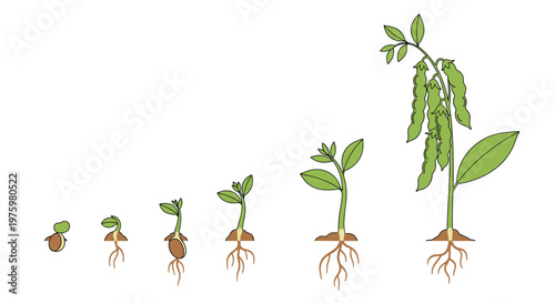 Detailed illustration of the growth stages of a bean plant from a germinating seed to a mature plant with pods and roots.
