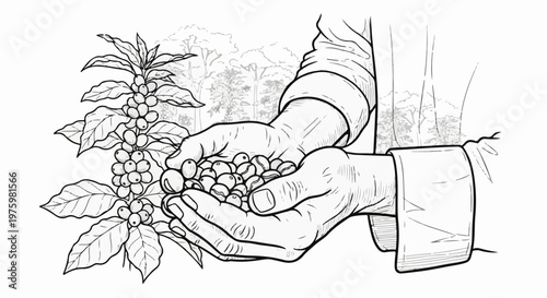 Farmer holds fresh coffee cherries in hands, harvested from plantation