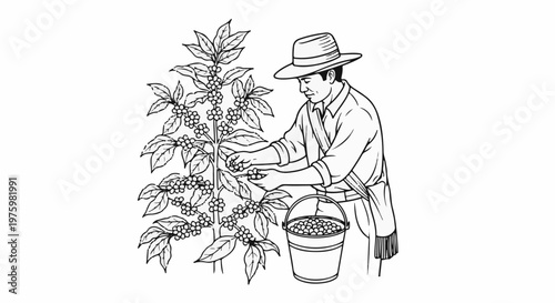Farmer in hat picking coffee beans into a bucket from a plant