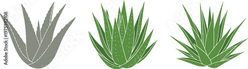 Aloe Vera Plant Set with Different Green Variations for Herbal, Natural, and Botanical Vector Illustration Designs