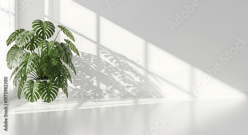 Monstera Plant in White Pot with Dramatic Window Light and Shadow