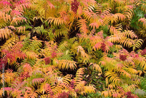 The garden in autumn, Sainte-Apolline Québec, Canada