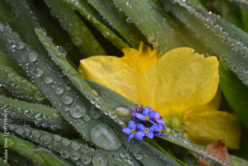 The garden after a cold rain, Sainte-Apolline, Québec, Canada