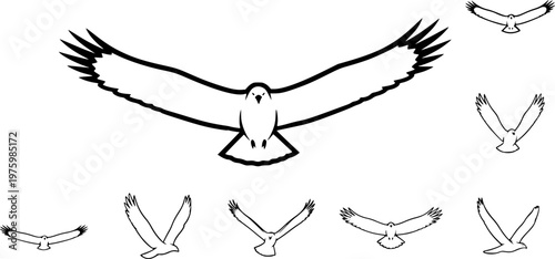 Majestic eagle or hawk predator in soaring flight icon set featuring a simple black silhouette of a bird of prey with open wings – Black and White Vector Illustration