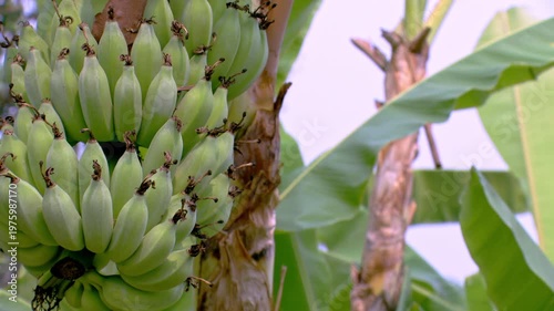 Bunch of Unripe Green Bananas Growing on Tree in Tropical Plantation, Close-up of Raw Cultivated Banana with Large Green Leaves Background, Organic Farming and Agriculture Concept in Nature