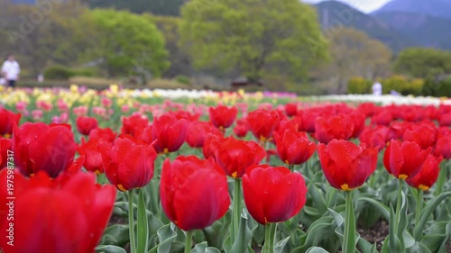 チューリップ畑