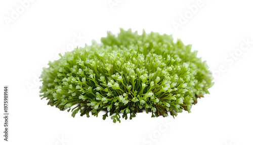 Green moss cluster grows in a small clump on white surface.