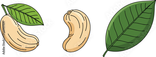 Cashew Nut and Leaf Vector Illustration for Organic Food and Healthy Snacking Designs
