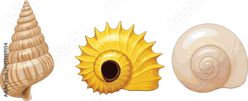Realistic Seashell Set Featuring Spiral and Sunburst Designs for Beach and Ocean Themes