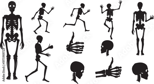 Human skeleton silhouette set, black anatomical bone icons, spooky skull and hand bone vectors, 11 elements for Halloween and medical design