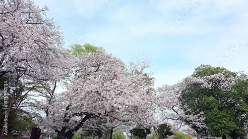 満開に咲く桜