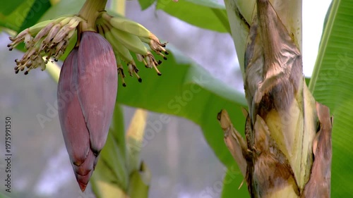 Banana blossoms and tiny bananas hang from the trees in a tropical garden. Heart-shaped purple banana flowers offer a backdrop of green leaves. Organic farming and exotic plants in nature, Thailand.
