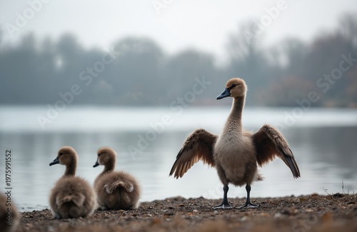 Young cygnet bird stands with wings spread on lake shore. Two fluffy chicks sit nearby on ground. Waterfowl learn to fly near calm water in natural habitat.