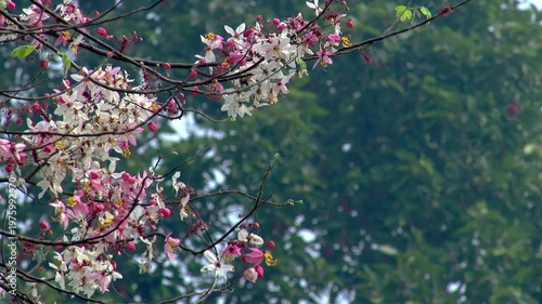 Close-up of Pink Cassia Bakeriana Blossom on Branch, Beautiful Wishing Tree Flowering in Tropical Forest, Natural Green Bokeh Background, Exotic Flora in Spring Season