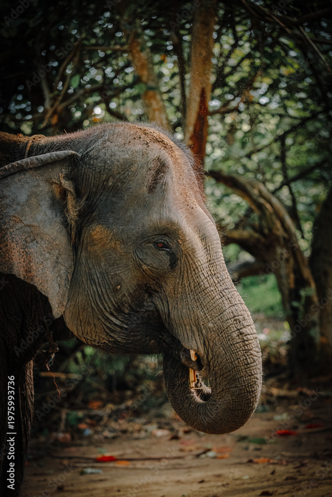 Fototapeta premium Potret samping gajah dewasa yang sedang makan di habitat hutan dengan cahaya alami yang indah. Side portrait of an adult elephant eating in a forest habitat with beautiful natural lighting. 