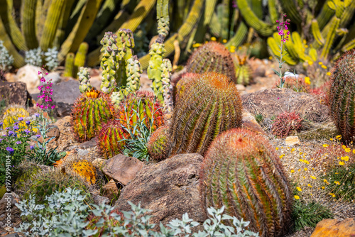 фотографія Vibrant Cactus Garden with Barrel Cacti in Sonoran Desert Arizona