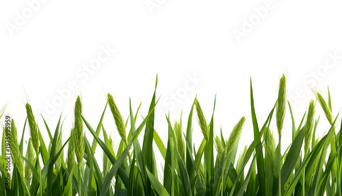 Grass blades stand tall against a pure white background area.