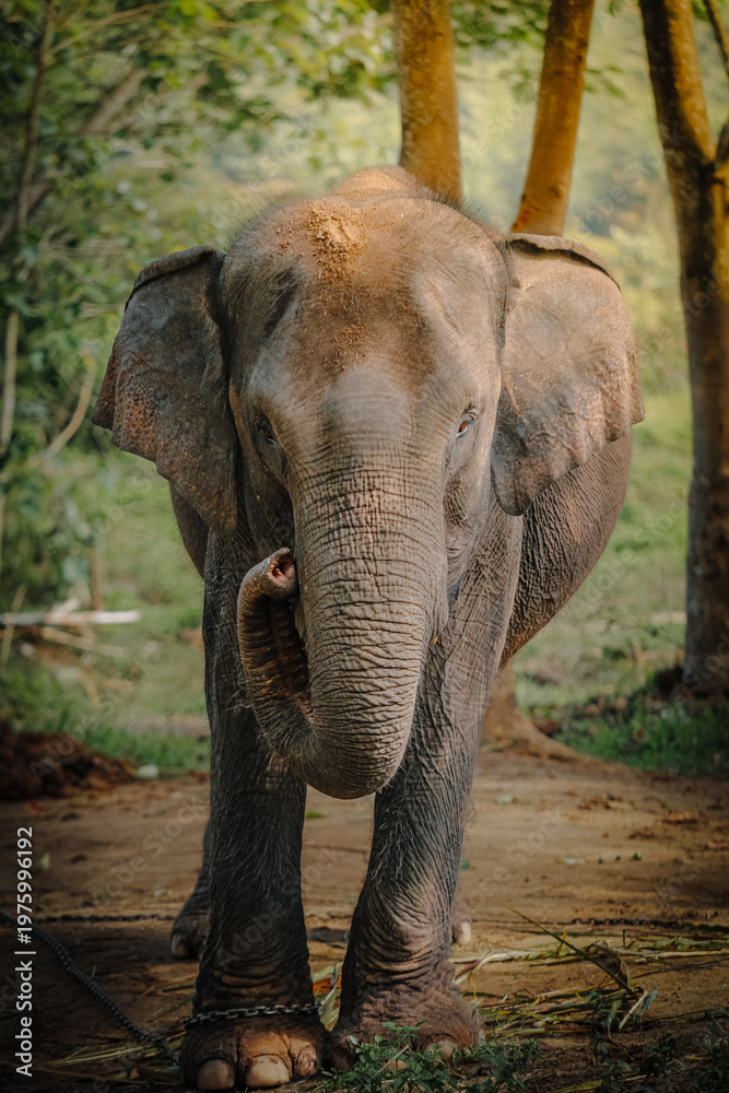 Obraz premium Potret gajah dari arah depan yang menunjukkan belalai sedang menggulung di habitat alaminya. Front view portrait of an elephant showing its curled trunk in a natural outdoor habitat.