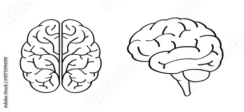 Anatomical human brain. Human brain silhouette icon. Human brain anatomy. Head view. World brain tumor day concept. simple line drawing or line pattern. Brains silhouette.