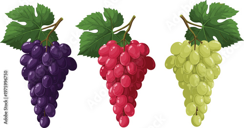 Set of grape bunches in different colors with leaves flat vector collection of fresh fruit for food design and market illustration
