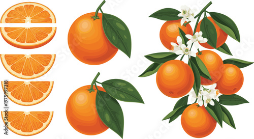 Set of orange fruits with slices leaves and blossoms flat vector collection of fresh citrus food for healthy summer design illustration