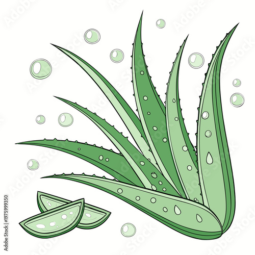A vector graphic illustration of an aloe vera plant with slices and water droplets on a white background