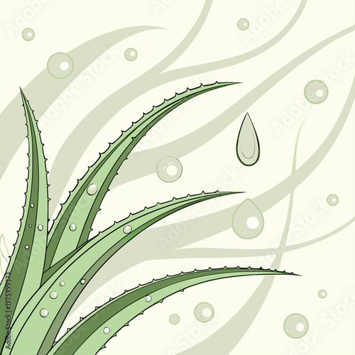 A vector graphic illustration of an aloe vera plant with water droplets on its leaves and a minimalist background