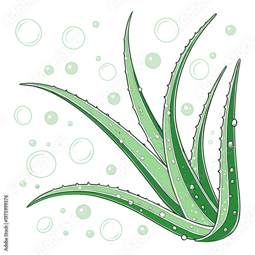 A vector graphic illustration of an aloe vera plant with water droplets and bubbles on a white background