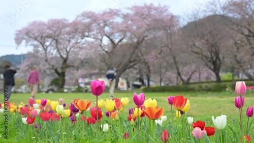 チューリップと桜