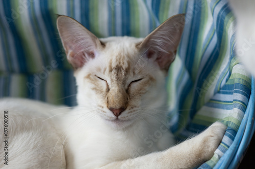 Balinese macht ein Nickerchen