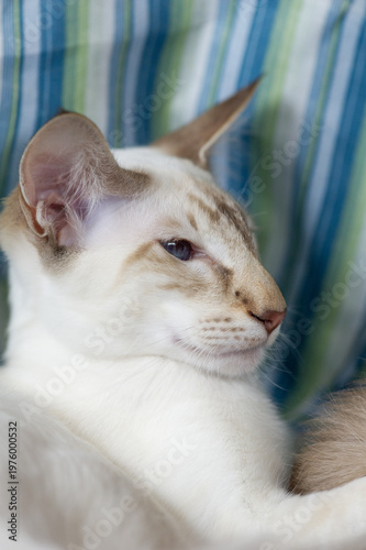 Porträt einer Balinesen Katze