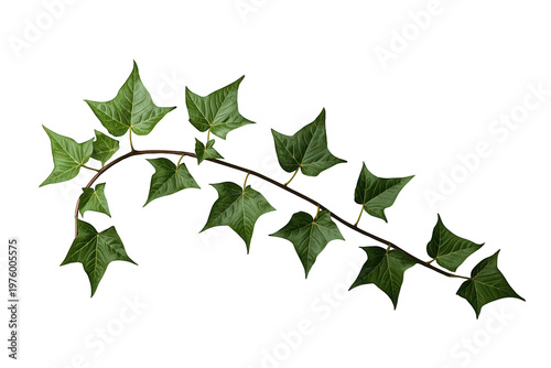 Green ivy vine climbing with fresh leaves on a branch, growing plant isolated on transparent background