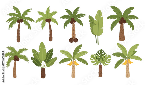 Cartoon tropical palm tree vector set coconut banana jungle rainforest island resort nature illustration