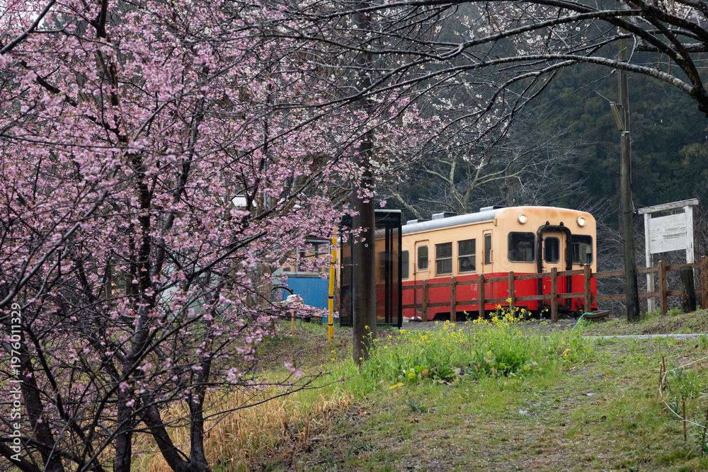 Obraz premium Retro local train running through rural Japanese countryside with cherry blossoms in springー桜咲く春の里山を走るレトロなローカル列車ー
