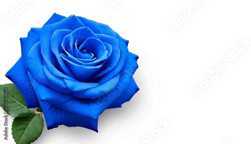 Royal Bloom: A solitary, vibrant blue rose, a symbol of enchantment and unattainable beauty, blooms with exquisite detail against a background.