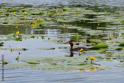 Great crested grebe on a lake with yellow water lilies