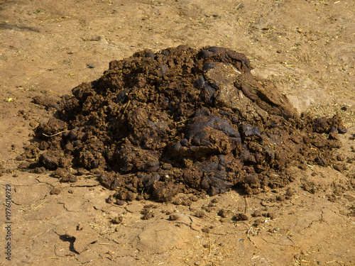 Large Herd Animal Dung Pile on Dusty Ground