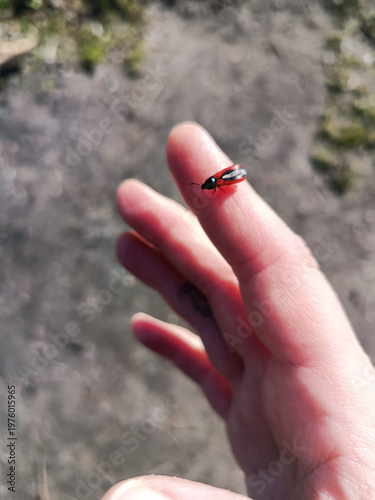 A small red and black beetle sits on the index finger. Selective focus. Nature.
