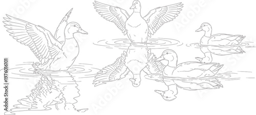 Duck family illustration with mother and ducklings in water, line art style
