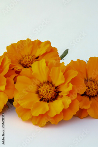 Fresh orange flowers arranged on a clean white surface. vertical frame