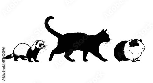 Three domestic pets, a ferret, a cat, and a guinea pig, walking in a line, isolated on a white background.