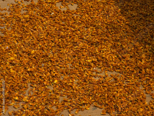 Dried Palm Seeds Spread on Ground – Brown Natural Texture Background for Agriculture and Food Concept